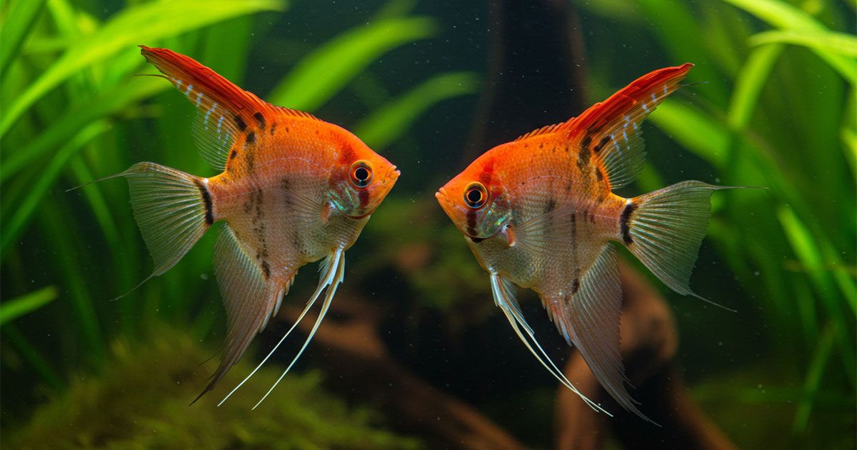 Two orange-and-silver koi angelfish facing one another in front of tall green aquarium plants.