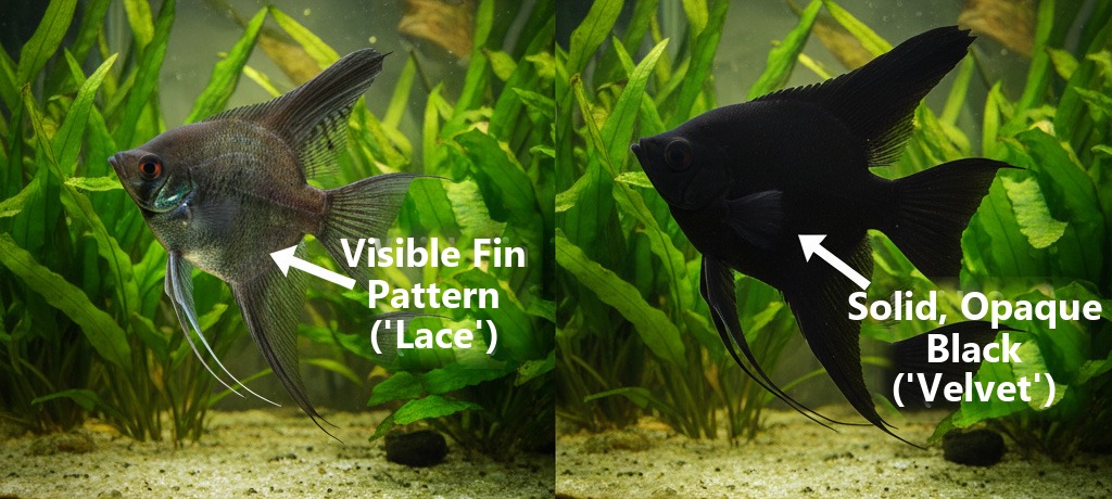 Double Dark Black Angelfish