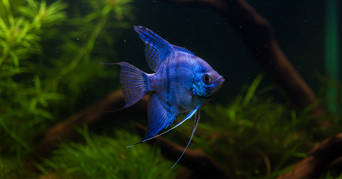 A deep blue freshwater angelfish, its scales showing a metallic sheen, against green plants and dark driftwood.