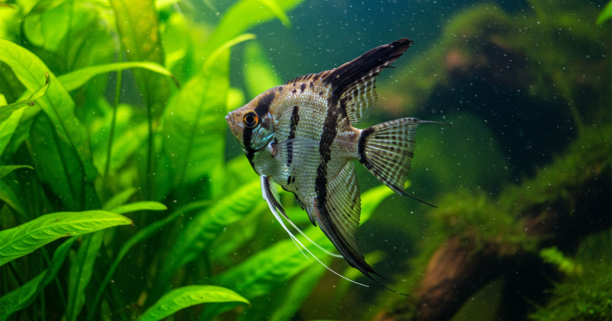 A marbled silver-and-black angelfish among the broad green leaves of an aquarium plant.