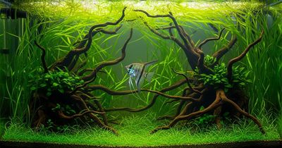 Angelfish Tank Setup