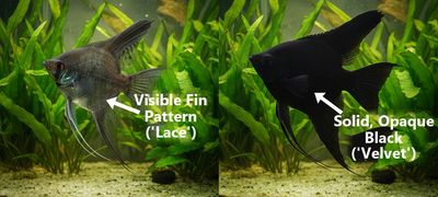 Black Lace Angelfish