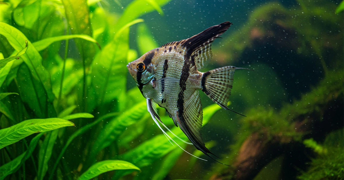 A stunning, mature angelfish gliding gracefully between the tall leaves of an Amazon Sword plant in a well-lit aquarium.